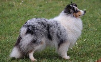 Étalon Shetland Sheepdog - CH. Lady blue du Domaine de la Salvonière