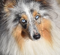 Étalon Shetland Sheepdog - Myrtille bleue De la combe berail