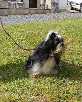 Étalon Shih Tzu - Chouchou audrey's memories (Sans Affixe)