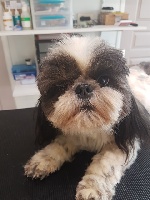 Étalon Shih Tzu - Noline Du logis de beaumanoir