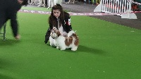 Étalon Shih Tzu - Laady million des joyaux du mas enchante