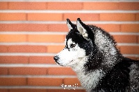 Étalon Siberian Husky - New black beauty Of cold winter nights