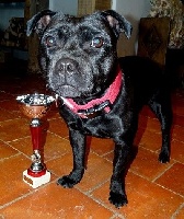 Étalon Staffordshire Bull Terrier - Strictly Staffies Naomi campbull