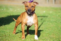 Étalon Staffordshire Bull Terrier - Lovely girl Angels Of Fangtasia