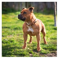Étalon Staffordshire Bull Terrier - Jch.milady Of The New Wolf
