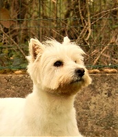Étalon West Highland White Terrier - Nuts du domaine des cotelles