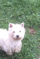 Étalon West Highland White Terrier - Nawa Du hameau des landes