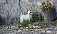 Étalon West Highland White Terrier - Nina ricci Du hameau des landes