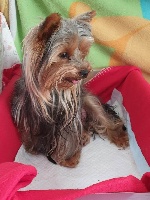 Étalon Yorkshire Terrier - Nai'wel de l' arche d'or