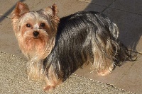 Étalon Yorkshire Terrier - Maldives Des Fonds Marins
