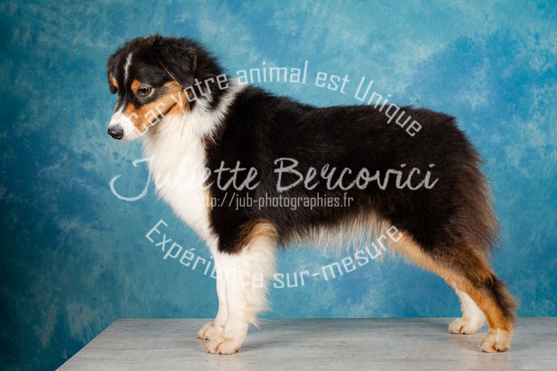 Chien Elevage La Team Délusa Eleveur De Chiens Berger