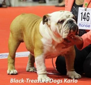 Bulldog Anglais - CH. black treasure dogs Karlo