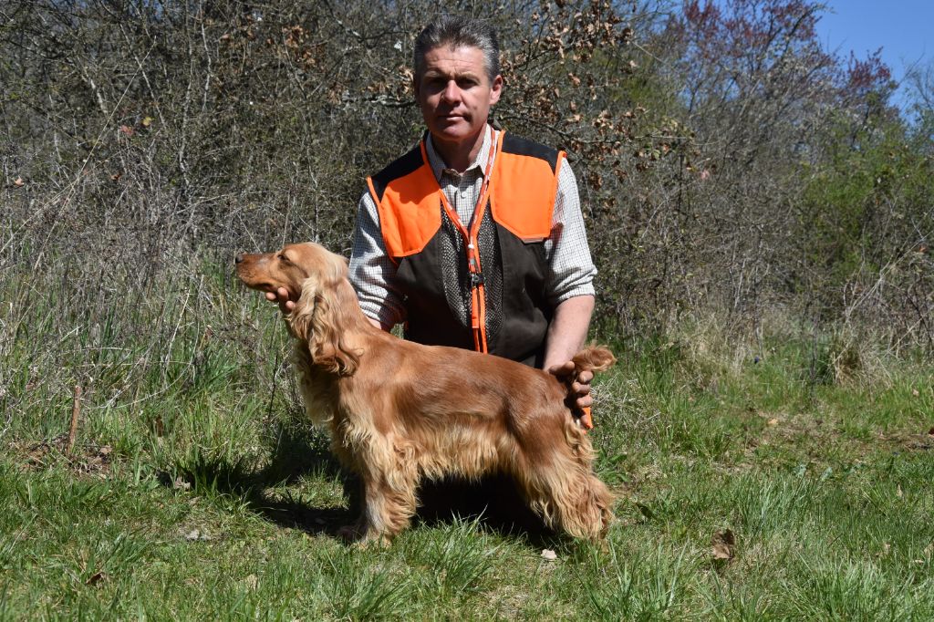 Les Cocker Spaniel Anglais de l'affixe   De La Plaine De Bryan