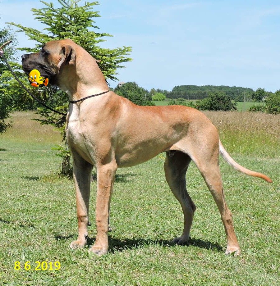 Chien Elevage des armoiries aux tetes d