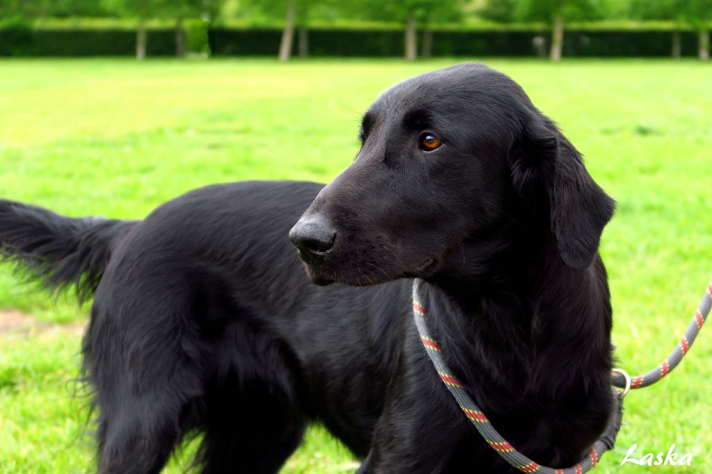 Chien Elevage Des Plaines De Cosac Eleveur De Chiens