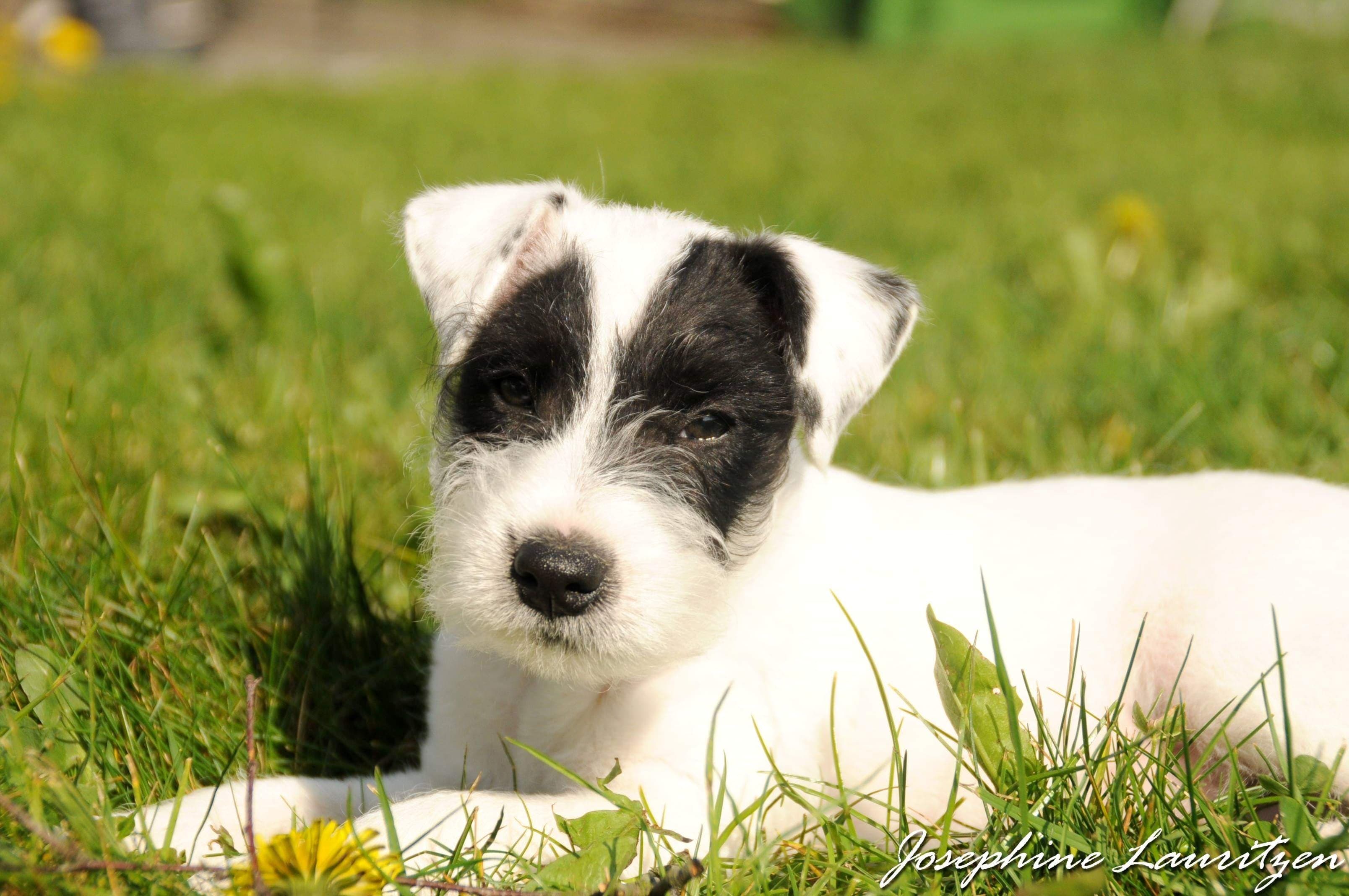 Accueil Elevage de l'Anse Royale eleveur de chiens Parson Russell