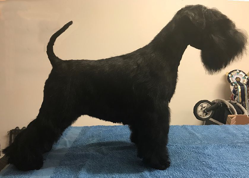Chien Schnauzer Miniature CH May I Have A Dream Des Matins De Cristal