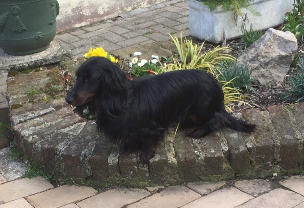 N'thor du Domaine de Chambray