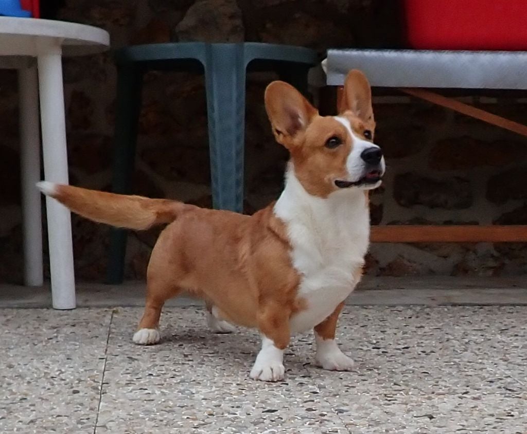 Les Welsh Corgi Cardigan de l'affixe   de la Deesse Hera