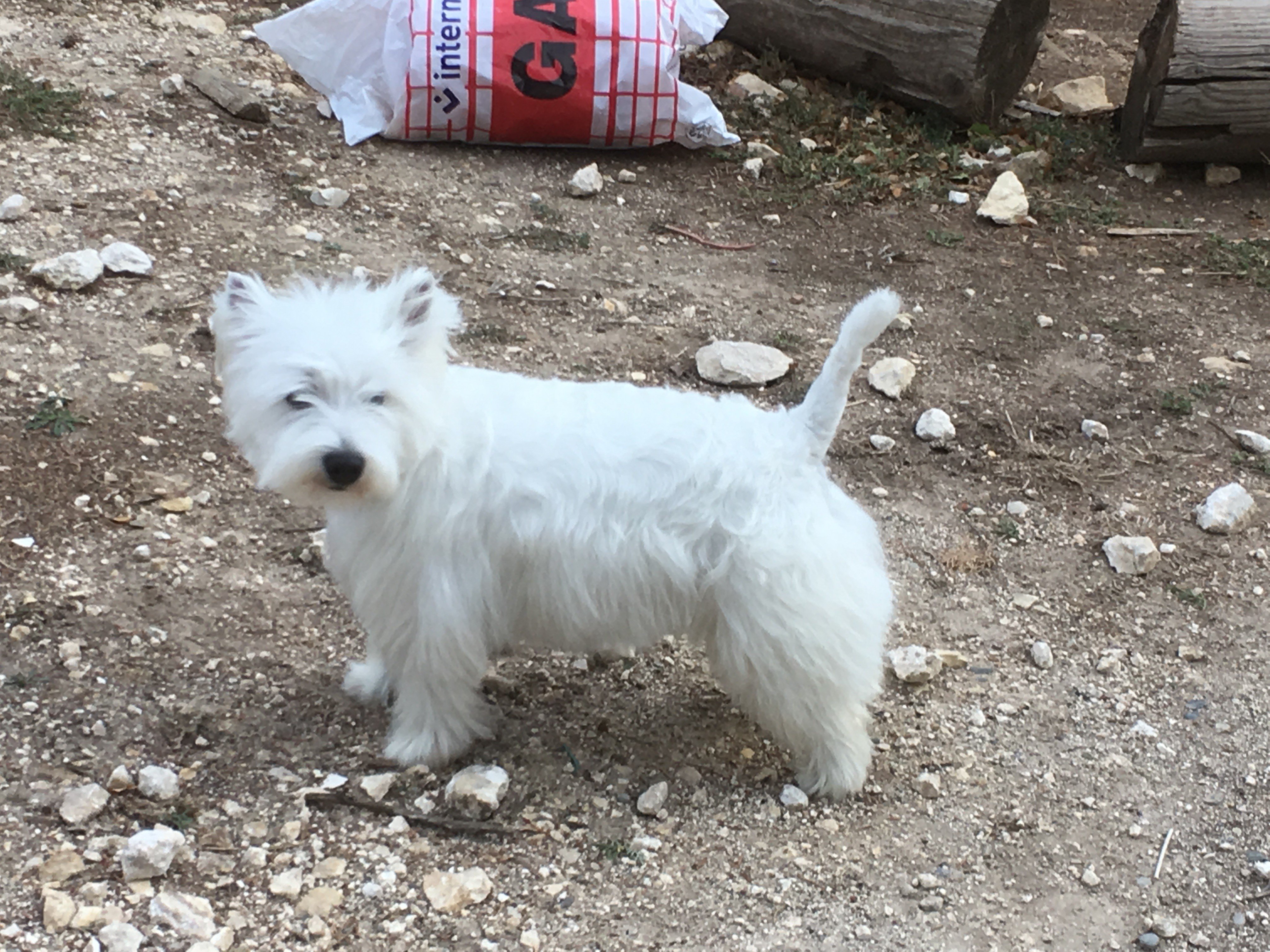 Les West Highland White Terrier de l'affixe   de Saint Montange