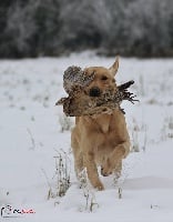 Étalon Labrador Retriever - Connivence Mad max