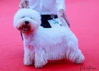 Étalon West Highland White Terrier - CH. Moonlight des Olipins