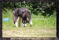 Étalon Alaskan Malamute - Nikita Des guerriers chippewas