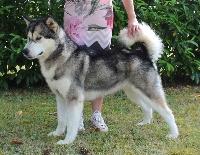 Étalon Alaskan Malamute - CH. Bright Northern star's Miysis