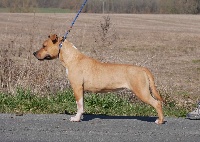 Étalon American Staffordshire Terrier - Iaya De la Maison d'Este