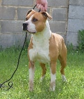 Étalon American Staffordshire Terrier - King dolly bell