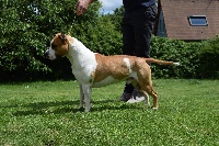 Étalon American Staffordshire Terrier - maison vannbert Napoléon