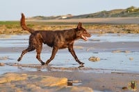 Étalon Australian Kelpie - Cassian Kelpiebrink