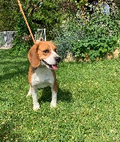 Étalon Beagle - Nara Du pré moussey