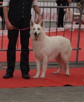 Étalon Berger Blanc Suisse - Juliana queen Of Shepherd's Paw
