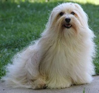 Étalon Bichon Havanais - CH. christa's jumpy clown Piece of my heart