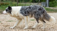 Étalon Border Collie - Ipsi Titre Initial