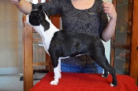 Étalon Boston Terrier - Only you by love De La Colline Aux Crocs D'or