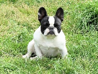 Étalon Bouledogue français - Nicotyne De landouar