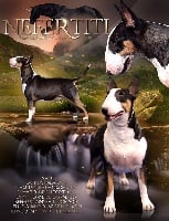 Étalon Bull Terrier - CH. Nefertiti Black Unicorn