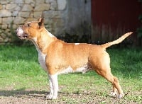 Étalon Bull Terrier - CH. Nothing else matters Of Tessa's Dream