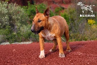 Étalon Bull Terrier Miniature - hell's line Never again