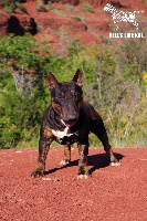 Étalon Bull Terrier Miniature - tamerlan besthau El diablo negro