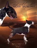 Étalon Bull Terrier - CH. thud & cuddle's Note worthy