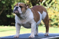 Étalon Bulldog Anglais - bulls camelot Abby jolly