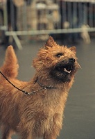 Étalon Cairn Terrier - CH. Tara cottage Gold amy