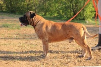 Étalon Cane Corso - John peace du domaine de la Goupillère