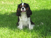Étalon Cavalier King Charles Spaniel - CH. Norma jean Du clos de larpege