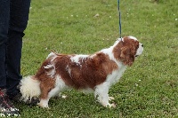 Étalon Cavalier King Charles Spaniel - Optimus prim De Moulheiroy