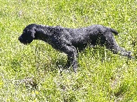 Étalon Chien d'arrêt allemand à poil dur - Nina du temple de jade