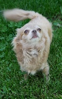 Étalon Chihuahua - love suvenir Tais lady bis